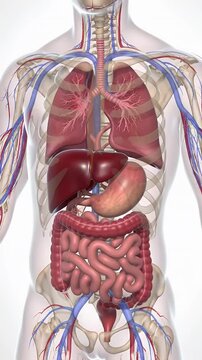 Human Torso Anatomy Illustration Showing Lungs Liver Stomach Intestines and Skeletal Structure Rotation on Clear Background