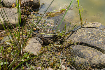 Obraz premium Frog sits near the water's edge, surrounded by rocks and green vegetation in a natural pond setting. Landscape design concept 