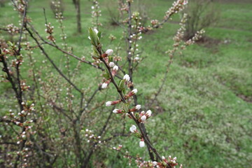 Closed buds of Prunus tomentosa in April