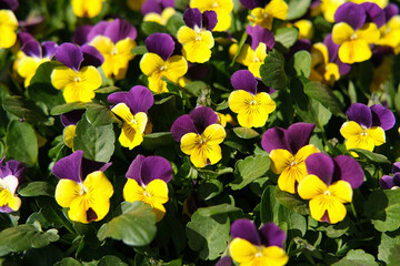Wild pansies, Viola Tricolor, also known as Johnny Jump Up. Many Purple and Yellow Flowers. Pansies on a Backyard. Landscaping in Green Home Garden. Landscape Design with Flower beds in Summer.