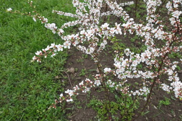Florescence of Prunus tomentosa  shrub in April