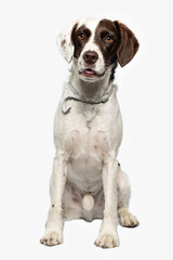 Studio photo of a cute hunting dog, sitting and panting on white background.