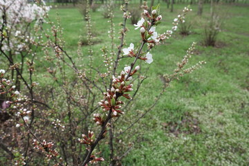Opening white flowers and buds of Prunus tomentosa in April