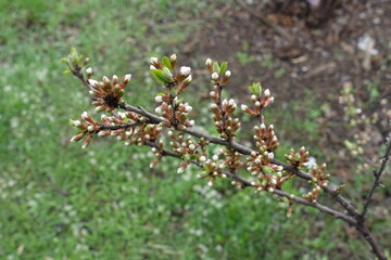 Reproductive buds on branch of Prunus tomentosa in April
