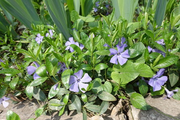 Pastel violet flowers in the leafage of Vinca minor in April