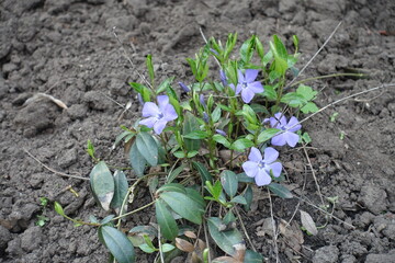 Vinca minor in full bloom in April