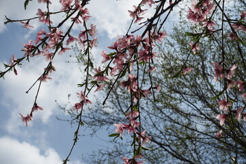 Multiple pink flowers of peach tree against the sky in April