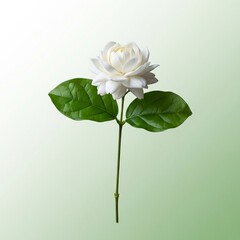 Jasmine flower on green background