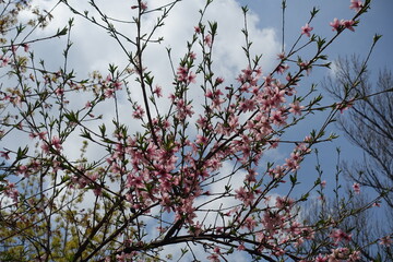 Numerous pink flowers of peach tree against the sky in April