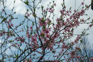 Pink flowers of peach tree against the sky in April