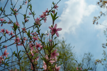 Sky and pink flowers of peach tree in April
