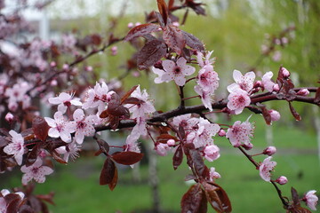 Blossoming branch of prunus pissardii covered with rain drops in April