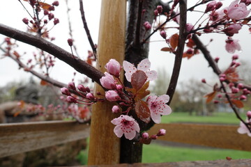 Closed buds and pink flowers of prunus pissardii with rain drops in April