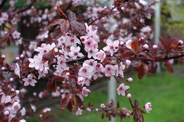 Many pink flowers of prunus pissardii covered with rain drops in April