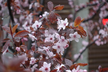 Pale pink flowers of prunus pissardii covered with rain drops in April