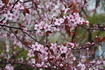 Pastel pink flowers of prunus pissardii with rain drops in April