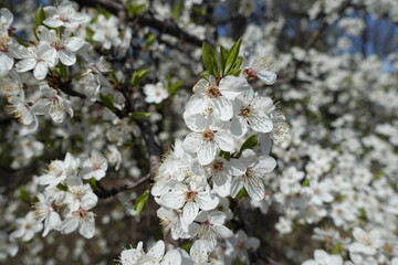 Close view of white flowers of plum tree in March