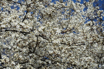 Countless white flowers of blossoming plum tree against blue sky in March
