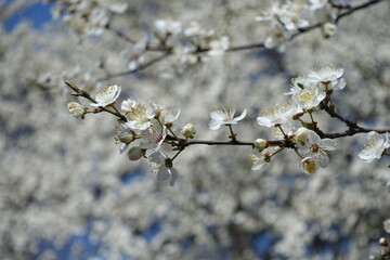 Couple of flowers and buds on branch of plum tree in March