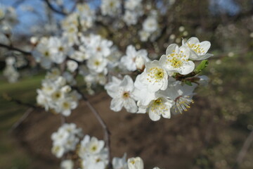 fresh flowers of plum tree in mid March