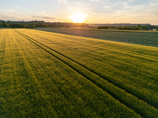 Countryside sunset over a field of wheat in early summer in Bavaria, Germany
