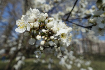 Group of buds and white flowers of plum tree in mid March
