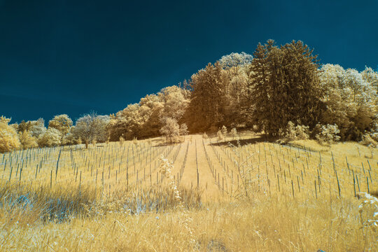 Stunning infrared landscape near Salzburg with trees and vineyard.