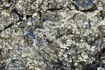Profuse white flowers of blossoming plum tree in March]