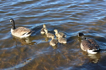 Pair of Canada geese with chicks