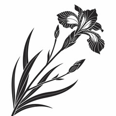 black and white iris