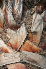close-up of a palm tree trunk and bark