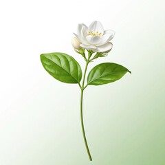Jasmine flower on green background