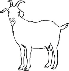 Eid ul Adha Qurbani goat vector illustration for Islamic animal sacrifice, religious celebration and halal meat concept