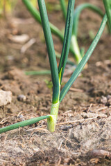 Green chives. Blurred background, close-up. Agricultural field in the countryside.