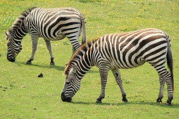 zebra in the grass