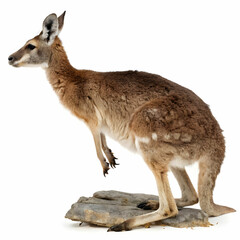 Fototapeta premium kangaroo isolated on white background
