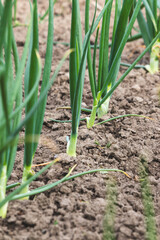 Green chives. Blurred background, close-up. Agricultural field in the countryside.