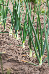 Green chives. Blurred background, close-up. Agricultural field in the countryside.