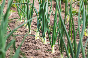 Green chives. Blurred background, close-up. Agricultural field in the countryside.