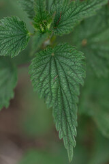 High-resolution macro of fresh stinging nettle leaf showing natural serrations and trichomes, suitable for herbal remedy visuals, foraging guides, and organic plant identification references.