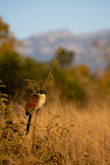 a burcell's coucal in golden light