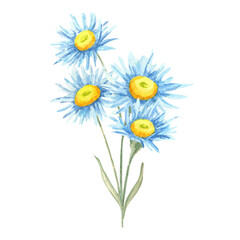 Two blue aster stems with green foliage and yellow centers in a watercolor illustration. Wildflower bouquet clipart Ideal for use on floral poster designs, garden labels, and cosmetic packaging
