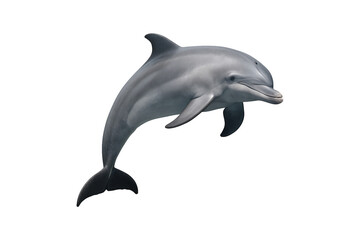 striking single dolphin leaping above the water, showcasing the power and vitality of deep-sea creature. Perfect for educational media, documentaries, marine biology studies, clipping path