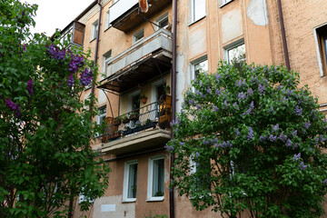 old building in the city and lilac bushes