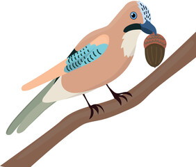 Isolated cute funny bird jay with acorn in flat vector style on white background. Woodland life. Forest animal.