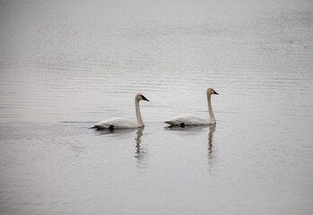 Swans  Swimming at Valens Lake