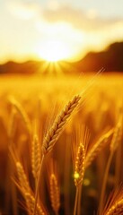 Golden hour sunlight bathes a sun-drenched field of ripe wheat, swaying gently in the warm summer breeze A quintessential image of summer's bounty and abundance , warmth, sunlight