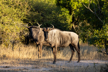  Blue Wildebeest Golden Light