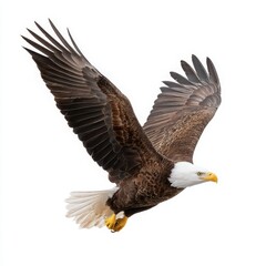 Fototapeta premium Eagle soaring with open wings on a white background