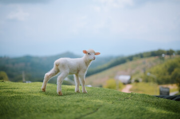 Obraz premium A young lamb stands on a grassy hill with a scenic, mountainous landscape in the background.